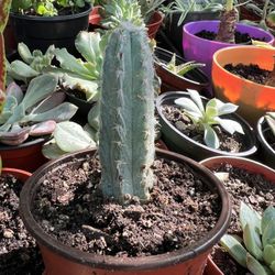 Succulent Cactus 🌵