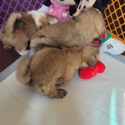Minnie Mouse Plushies 