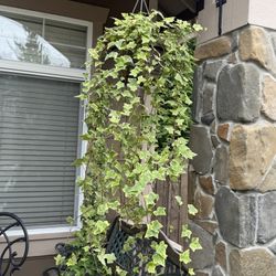 Live Indoor/Outdoor Golden Child Ivy House Plant in a Hanging Pot