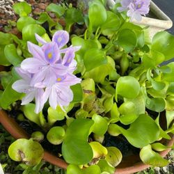 Water Plants $2 Each