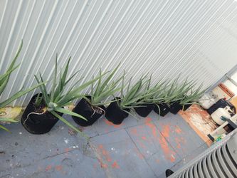 Aloe Vera Plant, Savila 