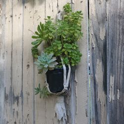 Planta Colgante