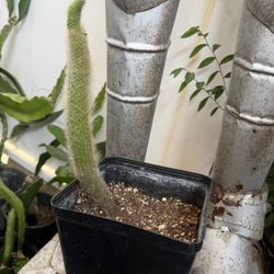 Monkey Tail Cactus