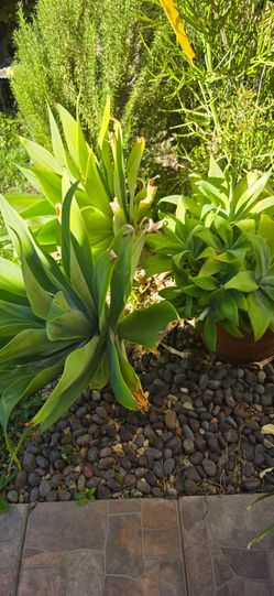 Large Agave Plant with Many Pups