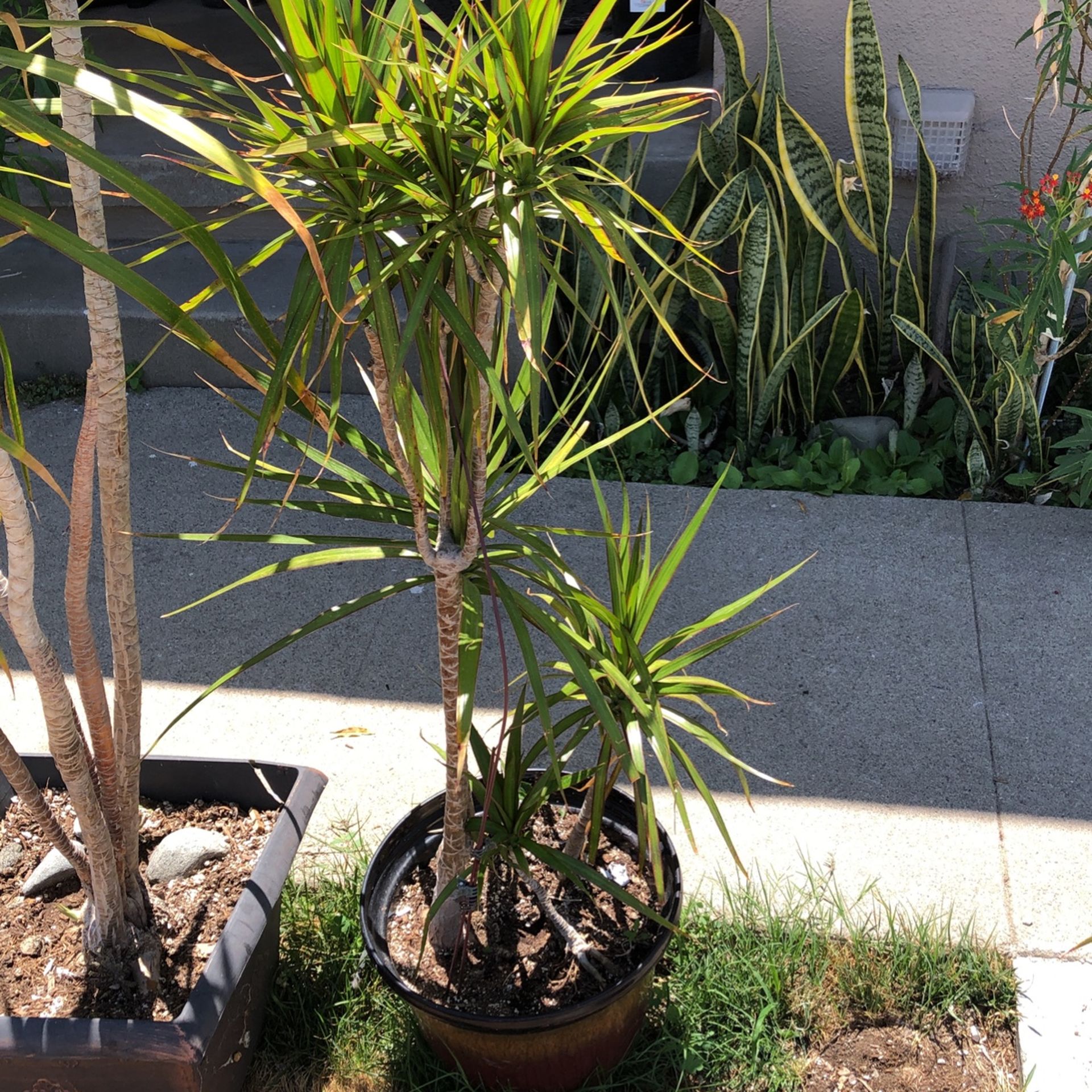 Dragon Tree for Sale in Covina, CA OfferUp
