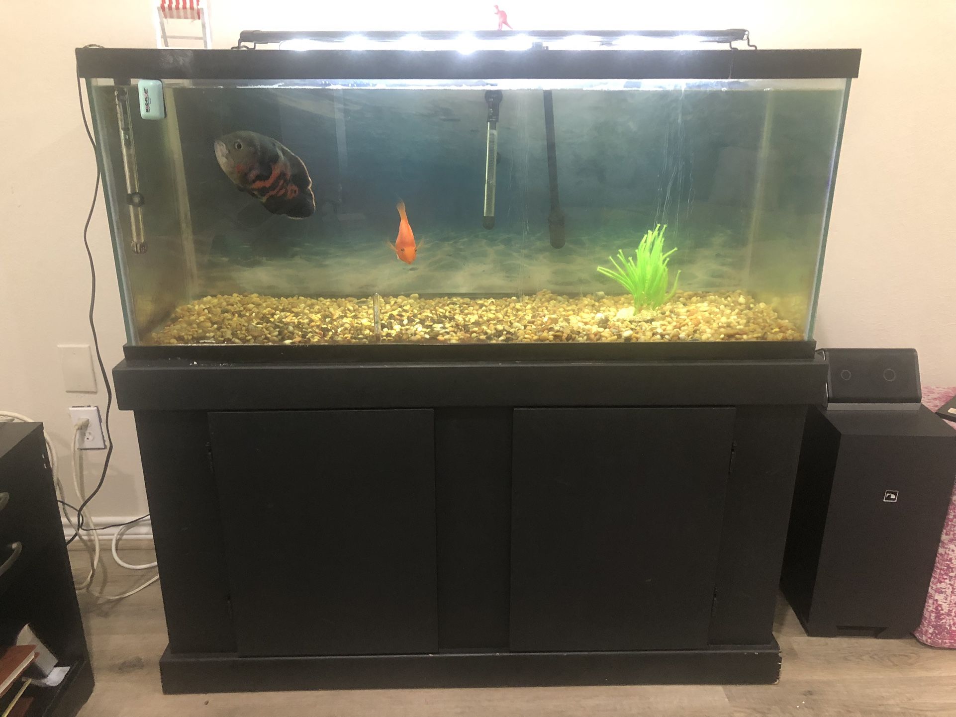 75g Fish Tank/Aquarium With Fish- Great Condition - $275