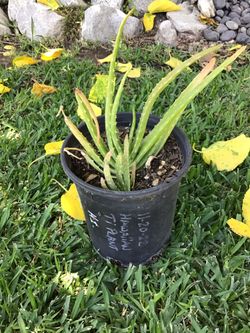 Alovera Plant