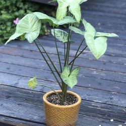 $10 Shade/ House Syngonium Plant
