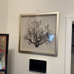 Framed Sea Fan Coral Art 20x20 – Coastal Beach Decor Beautiful framed sea fan coral shadow box. Real coral mounted on linen backing with a neutral woo