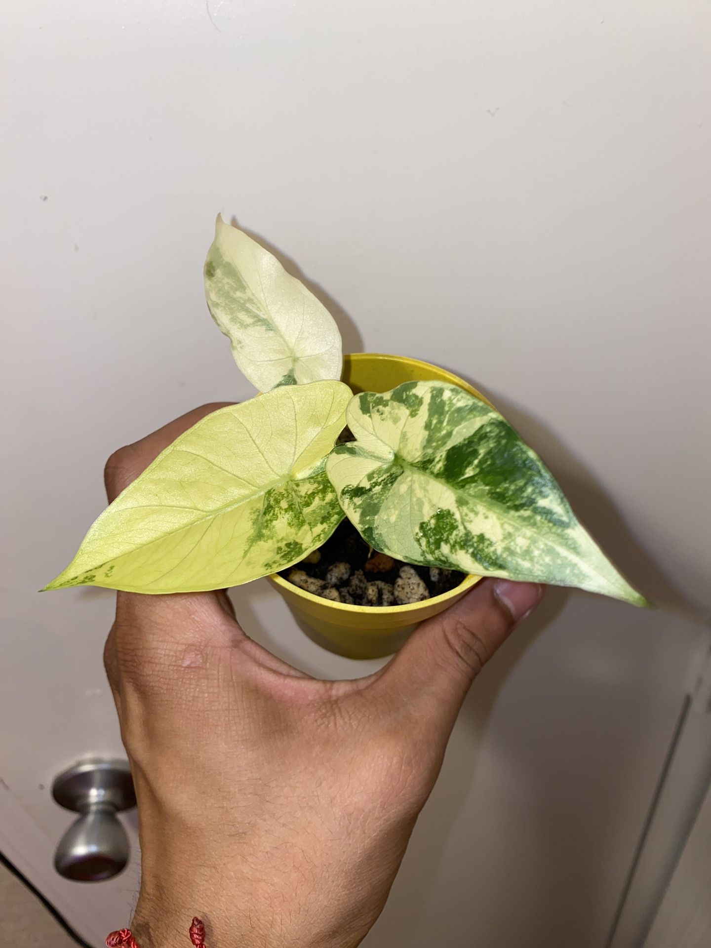 Alocasia Gageana Aurea/Mint 3 Inch Ceramic Pot