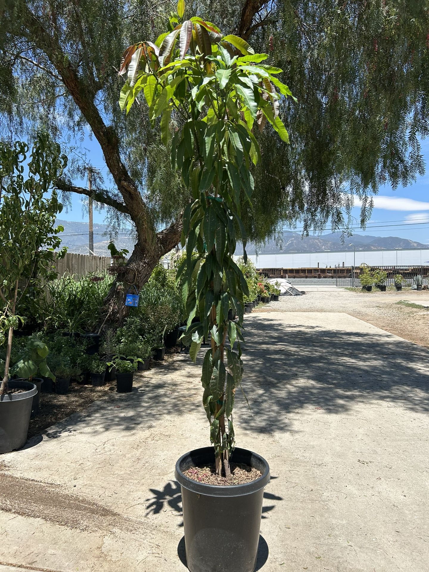 Mango Machete Tree / Arbol De Mango 