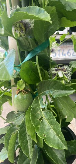 Passion Fruit Tree