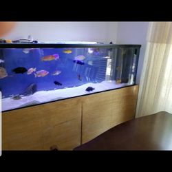 Large Aquarium With Custom Stand 