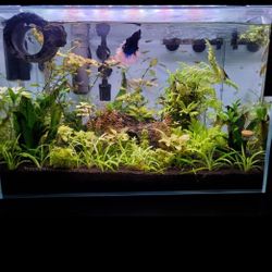 10 Gallon Lifeguard Aquatics Ultra Clear Glass Rimless 10 Gallon Aquarium Fish Tank