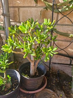 Succulant plant. X2