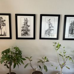 Tree Etching Prints 
