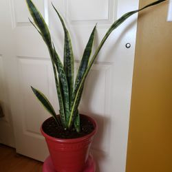 Tall Snake Plant