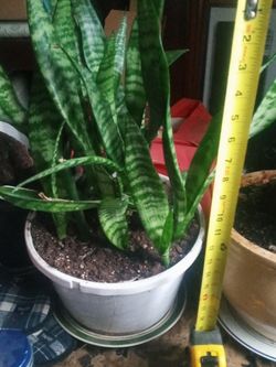 Money Mother in law plant. in plastic pot 