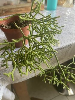 Rhipsalis Cereuscula
