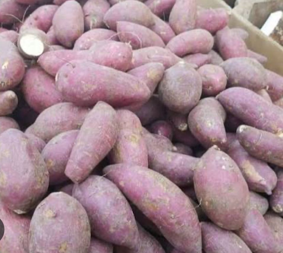 Haitian Sweet Potato Cuttings