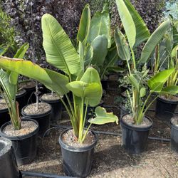 Giant Birds Of Paradises 15 Gal