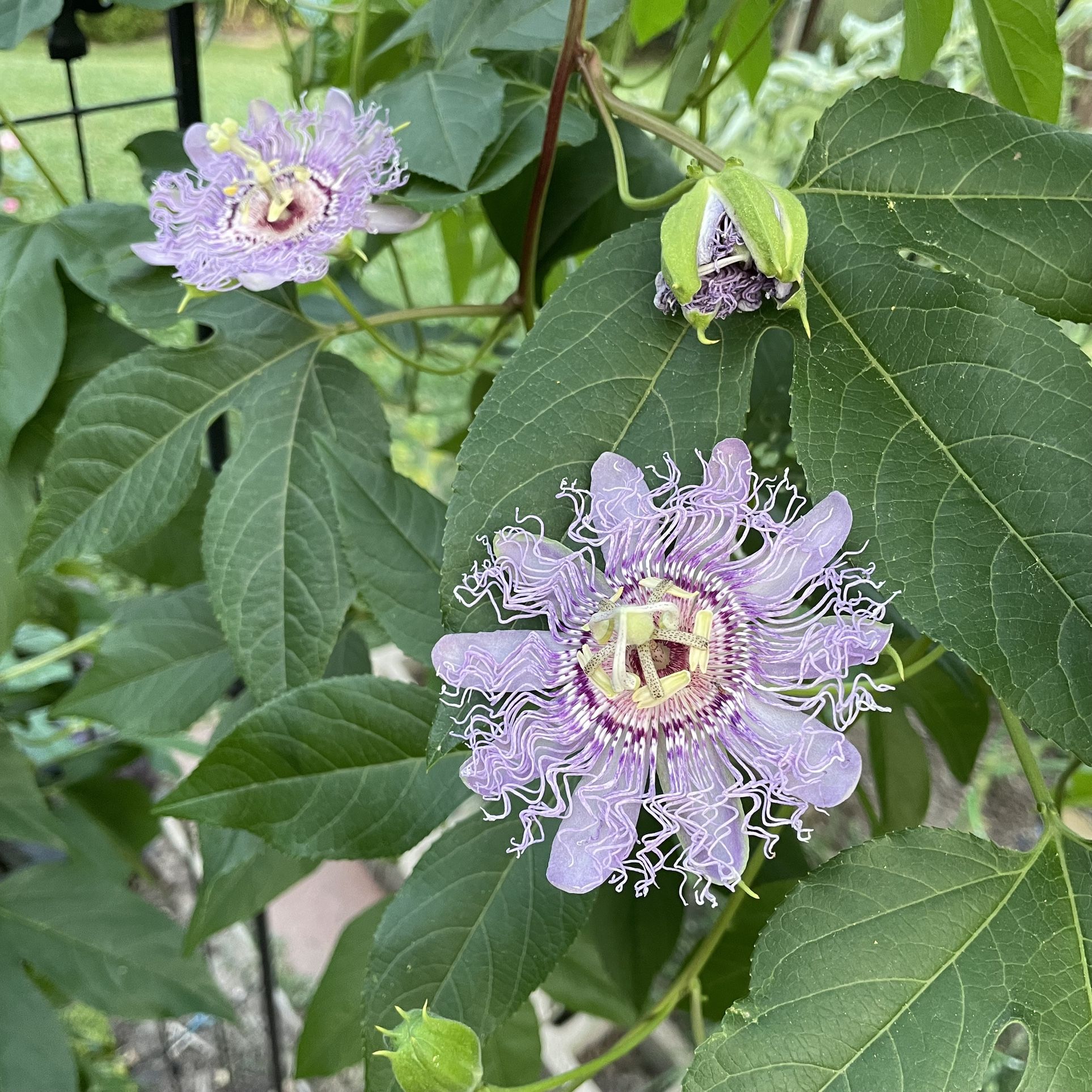 passion fruit baby plants $5 each