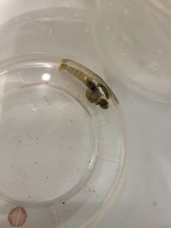 Pistol Shrimp