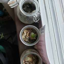 Mini Cacti/succulent In Jar