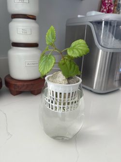 Millonaria plant