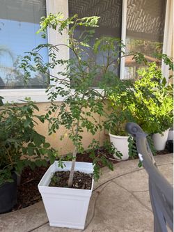 Moringa/Malungay Plant