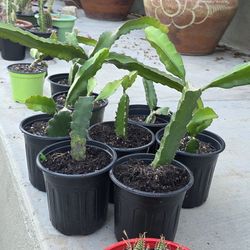 Dragon Fruit Rooted Pots | American Beauty | Great Starters