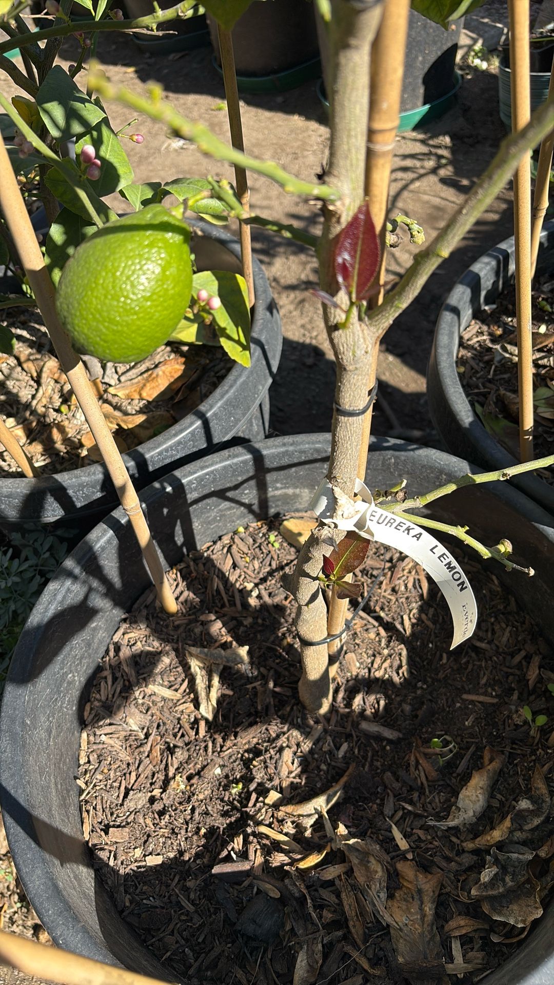 Eureka Lemon Tree Fruit Bearing