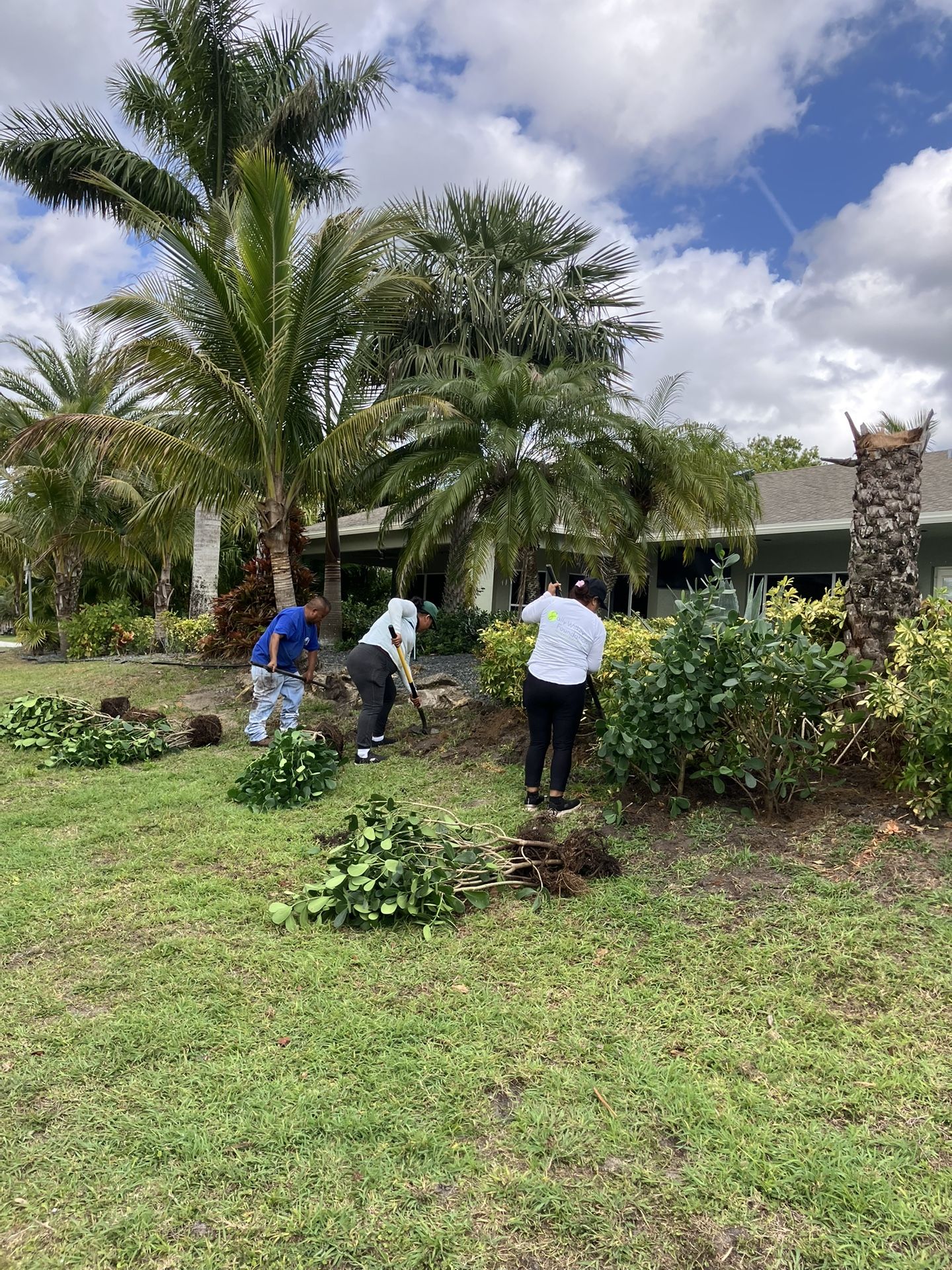 Clusias perfect for privacy make your own fence