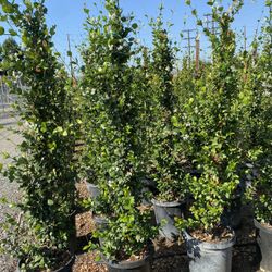 Star Jasmine 