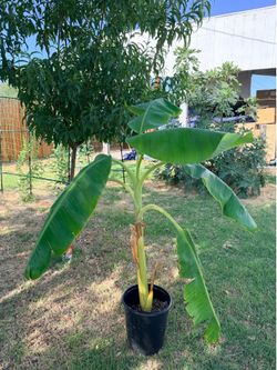 Blue Java banana plant