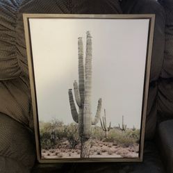 Cactus Picture