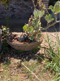 Heavy cement Garden decor