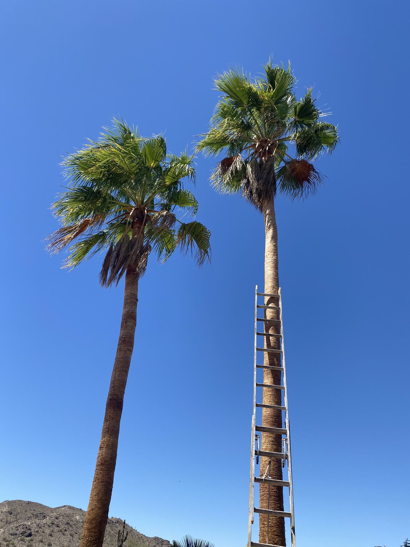 Palms Trees for Sale in Mesa, AZ - OfferUp