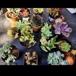 PLANT AND SUCCULENT SALE TODAY IN SAN LORENZO THIS WEEK CHECK IT OUT  OVER 1000 PLANTS