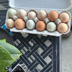 Organic Eggs 