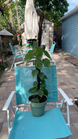 very beautiful, indoor or outdoor Philodendron plant very beautiful, indoor or outdoor