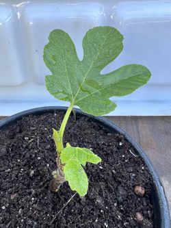 Fig Tree Clone Ready 