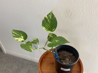 Pathos Plant