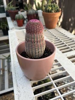 Rainbow Hedgehog Cactus Plant 