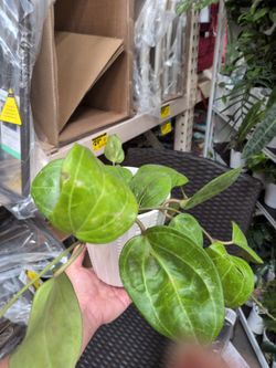 Hoya sarawak at home depot
