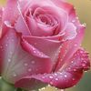 Rosy B