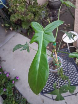 CLEARANCE  Philodendron Plant $10