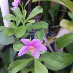 Jewels Of Opal Houseplant Potted Plant