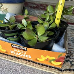 6” Good Luck Jade Plant