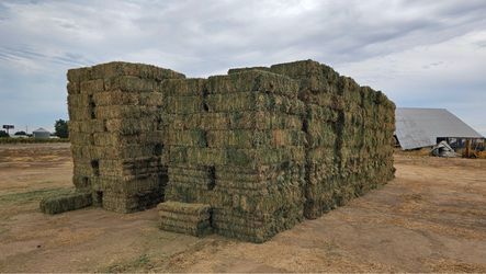 Alfalfa